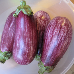 Auberginen